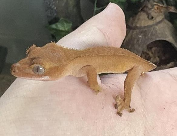 Image 12 of 9 baby crested geckos for sale