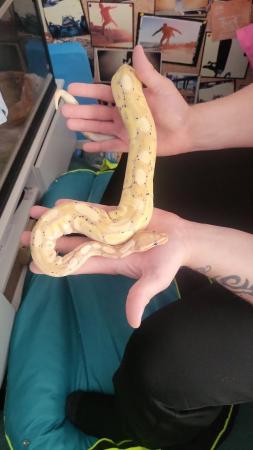 Image 1 of 3 year old male banana ball python with set up