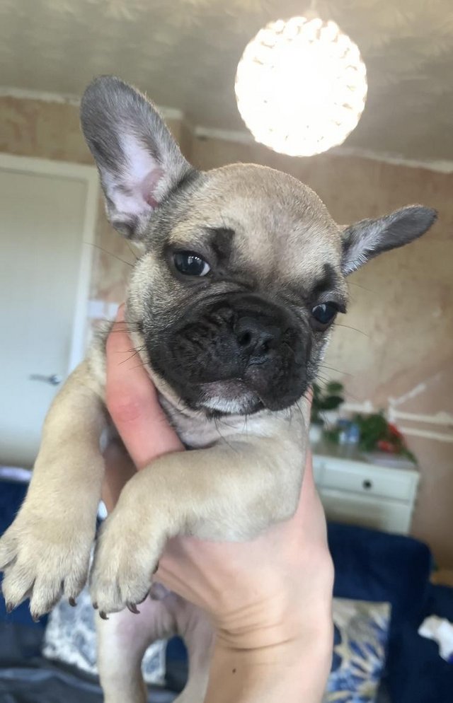 Preview of the first image of French bulldog puppies for sale.
