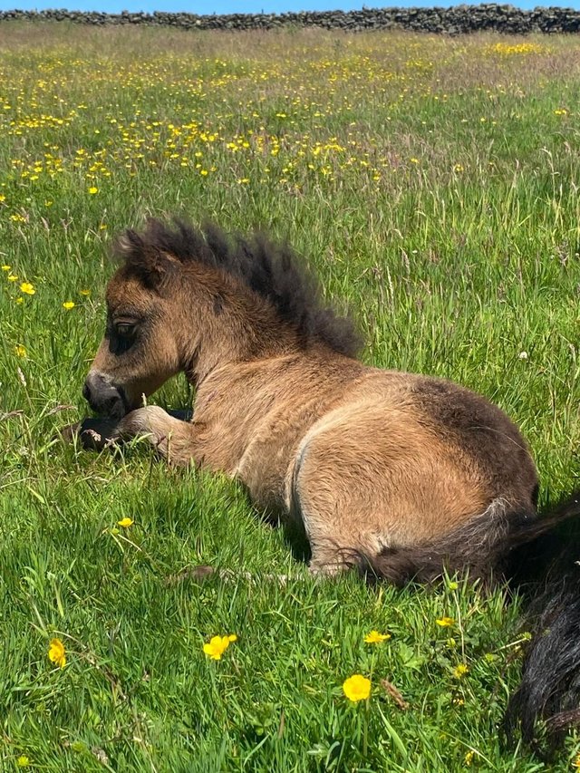 Preview of the first image of Shetland pony mini filly available.