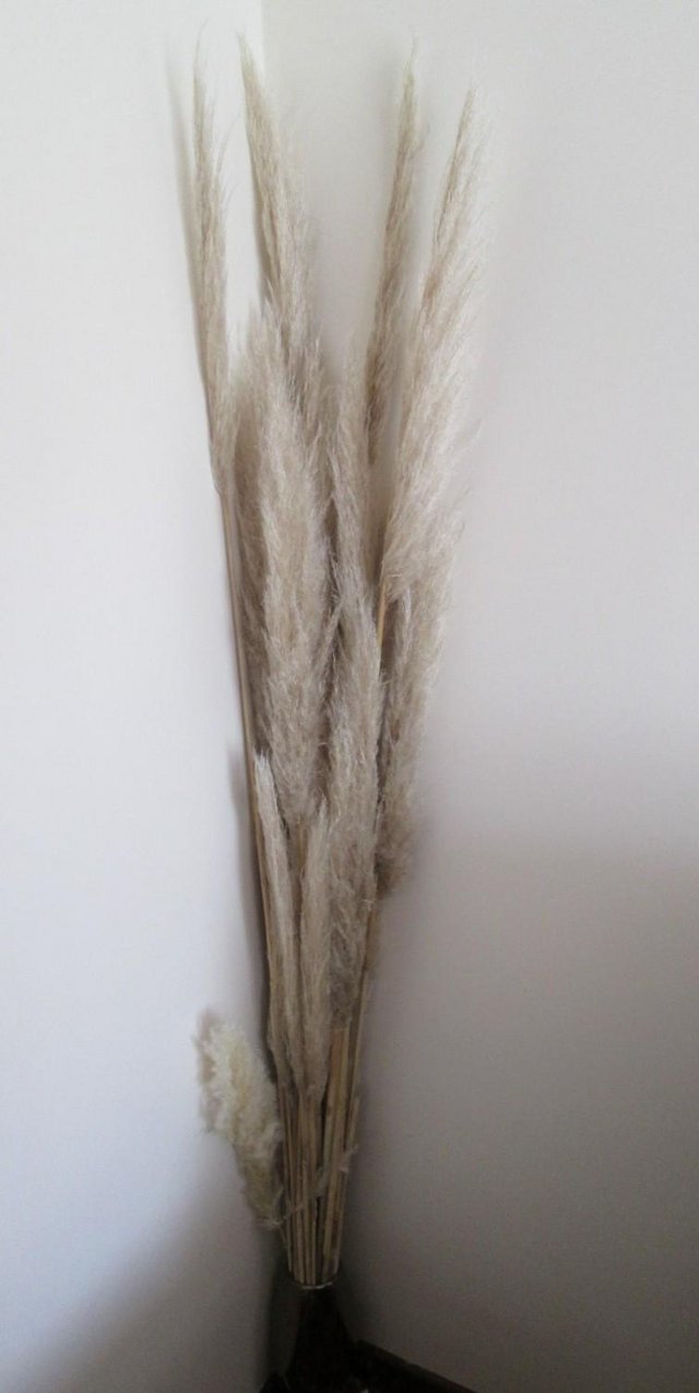 Preview of the first image of PAMPAS GRASS, DECORATIVE PRETTY QUANTITY 14 LONG STEMS GC.