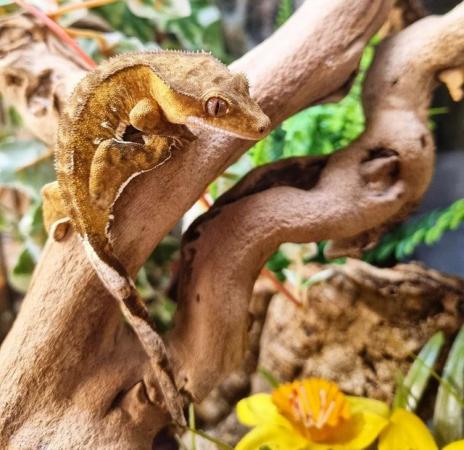 Image 11 of Beautiful Male Crested Gecko