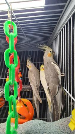 Image 15 of Young cockatiels avairy bred...please read add in full