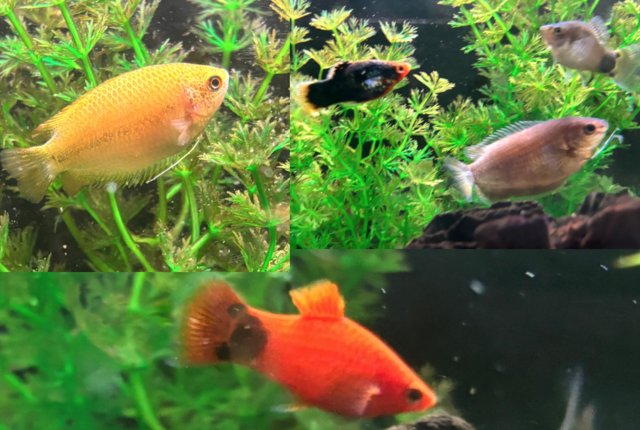 Image 3 of Goldfish,Cory,Amano Shrimp,Gourami,Platy for sale