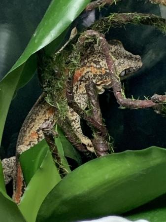 Image 4 of cb22 male gargoyle gecko