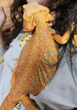 Image 2 of Male red hypo translucent morph bearded dragon