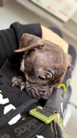 Image 8 of Gorgeous microchiped and vaccined pups staffie All SOLD