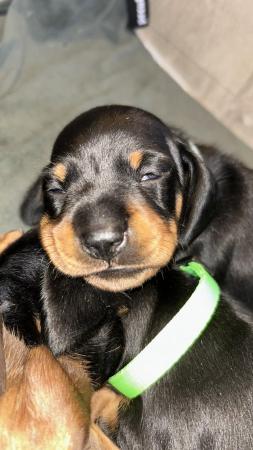 Image 2 of KC Reg Mini Dachshund Smooth Haired