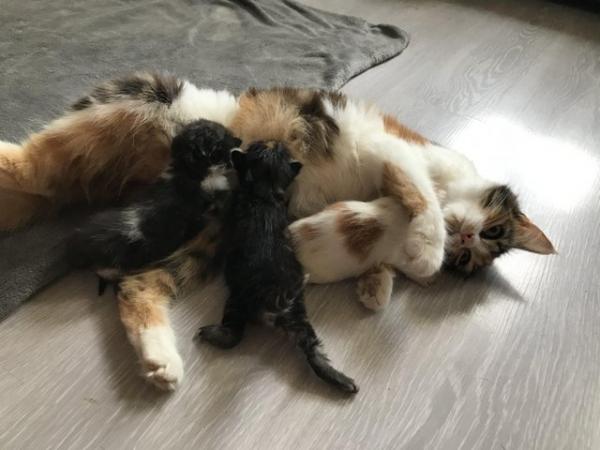 Image 10 of 5 beautiful kittens!!!!!!! 4 weeks old