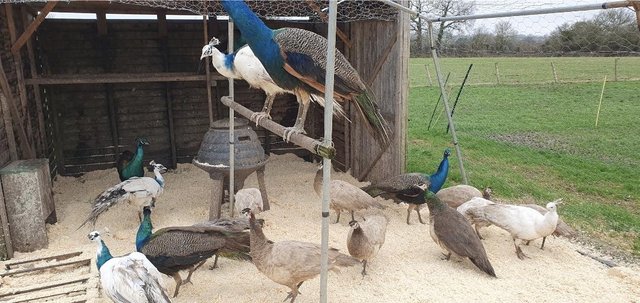 Preview of the first image of Peacocks, Peafowl, Peahens for sale.