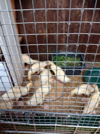 Image 2 of Indian runner ducklings for sale