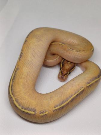 Image 5 of Cb23 Royal pythons, mainly female