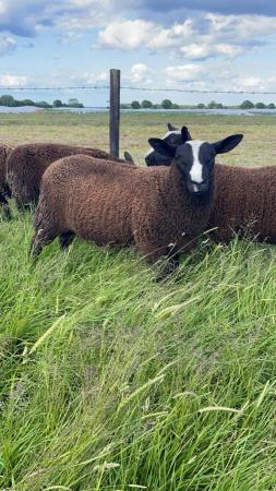 Image 2 of Pedigree zwartbles ram lamb mv accredited