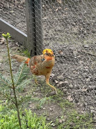 Image 2 of Golden pheasant- Males available.