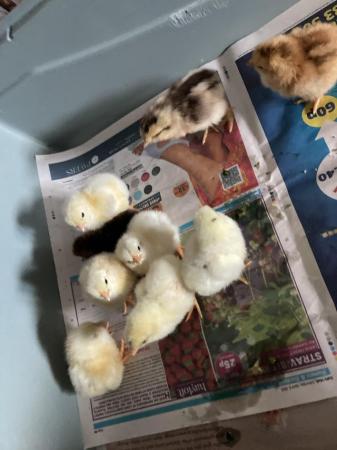 Image 4 of Unsexed Mixed Breed Chicks