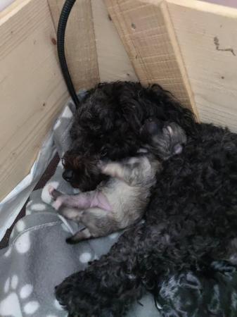 Image 3 of Poochon puppies 8 weeks old ready now