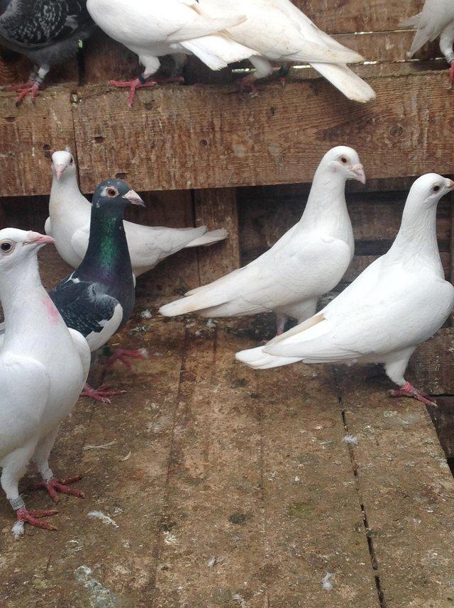 Preview of the first image of PURE WHITE LOGAN PIGEON FOR SALE.