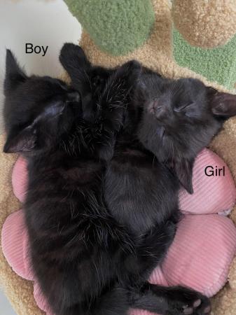 Image 4 of Black kittens (12 weeks on the 14th May)