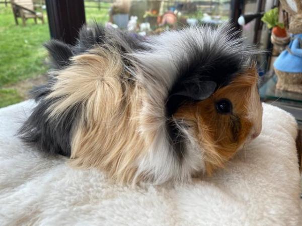 Image 12 of Beautiful female guinea pigs 3 months old
