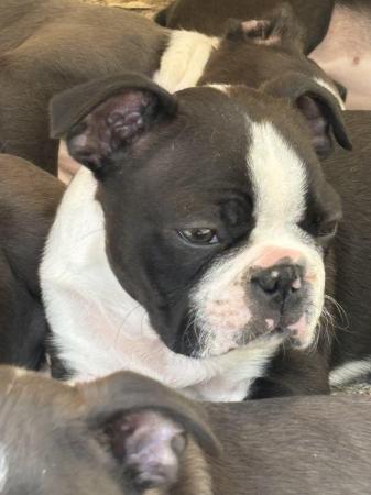 Image 17 of KC Reg Exceptional Boston Terrier Puppies