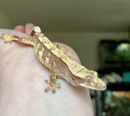Image 3 of Baby Crested Geckos available