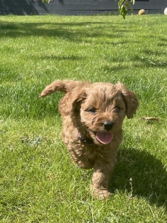 Image 10 of *DNA HEALTH TESTED* Cavapoo puppies