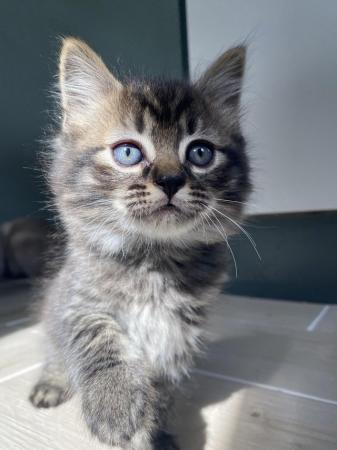 Image 2 of Beautiful British Shorthair / Siberian Kittens