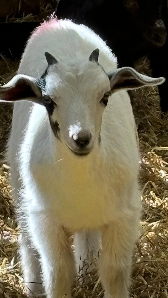 Preview of the first image of Pygmy Goat Kids - beautiful markings from happy herd.