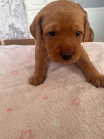 Image 6 of Stunning Fox Red Labs for sale