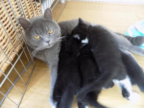 Image 4 of B/W kittens from British Blue Mum