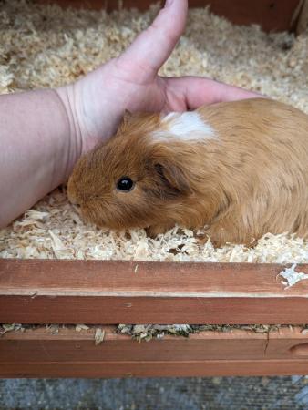Image 1 of Sheltie Boy/boar guinea pigs