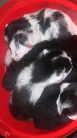Image 8 of 2 female mainecoon cross kittens remaining