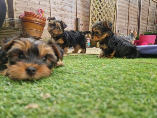 Image 3 of Ready for homes! yorkshire terrier puppies. 2 females left!