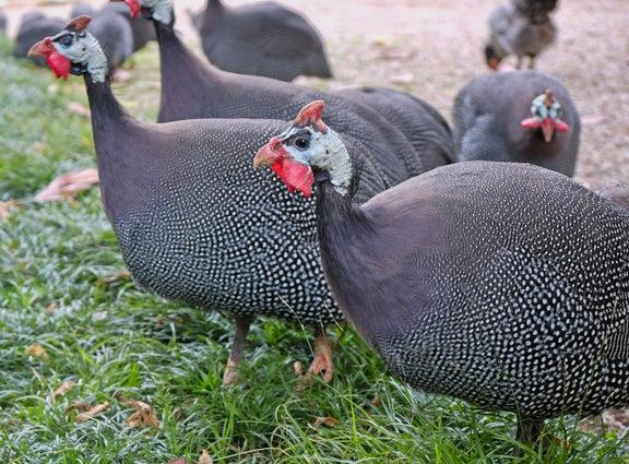 Preview of the first image of Wanted guinea fowls any colour.
