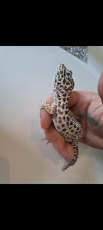 Image 1 of Normal Leopard Gecko (Male)