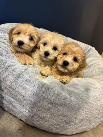 Image 3 of Cockapoo Puppies For Sale