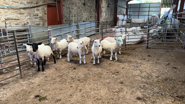 Preview of the first image of Store lambs rams and ewe lambs..