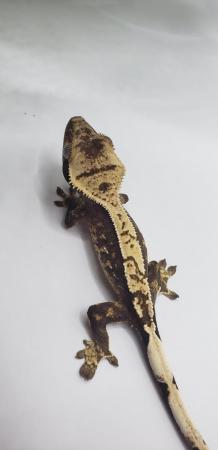 Image 5 of 3 Crested Gecko Group Sale