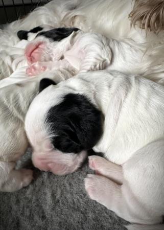 Image 11 of Show Cocker Puppies (KC Registered and fully health tested)