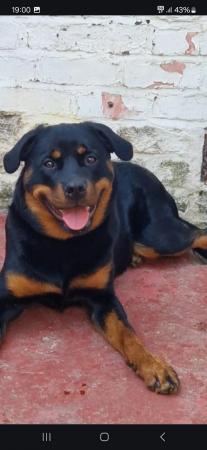 Image 4 of Rottweiler/Collie in need of a new home ??