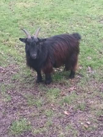 Image 1 of Three whethered pygmy Goats for sale