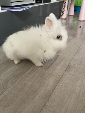 Image 4 of Two male lionhead rabbits brothers