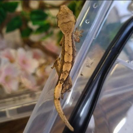 Image 49 of Gecko's Gecko's Geckos!