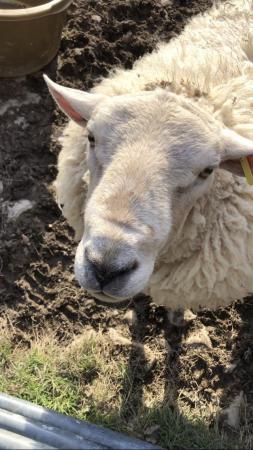 Image 2 of Pet Friendly Ram For Sale