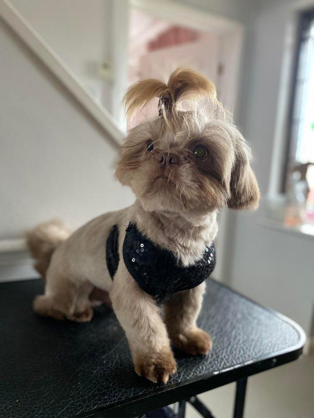 Preloved shih hot sale tzu stud