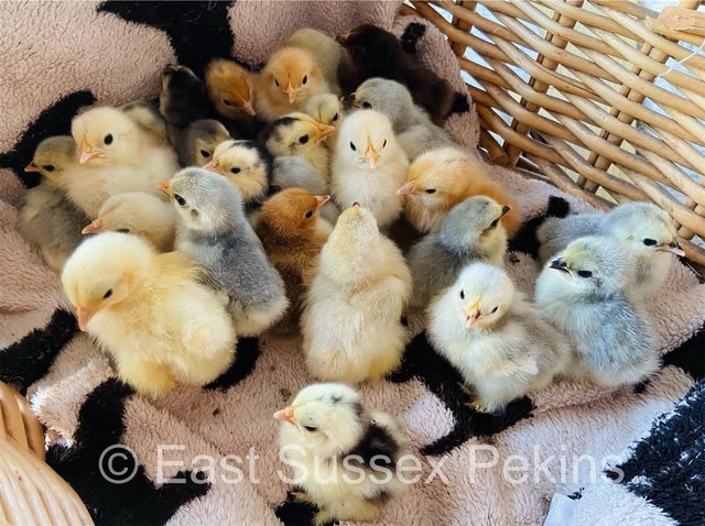 Preview of the first image of PEKIN BANTAM CHICKS - MANY COLOURS, AVAILABLE NOW.