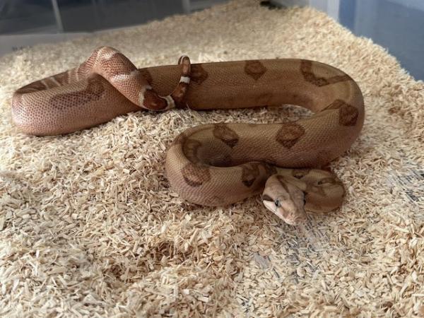 Image 4 of CB23 Hypo 66% het Blood/Kahl