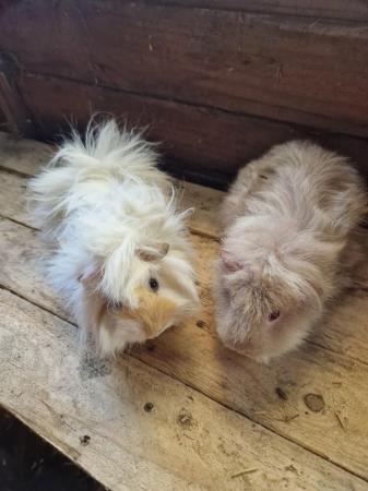 Image 3 of Young Boar Guinea Pigs For Sale