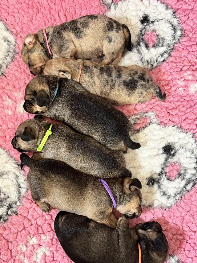 Preview of the first image of Adorable Chiweenie Puppies Looking For Loving Homes.