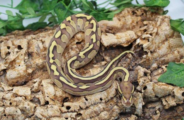 Preview of the first image of Cb23 Lesser Fire Desert Ghost Royal Python.